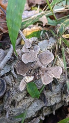 Cerrena unicolor