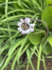 Gerbera viridifolia