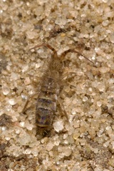 Orchesella cincta