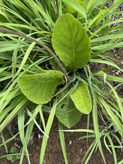 Gerbera viridifolia