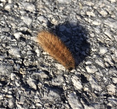 Phragmatobia