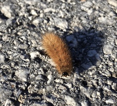 Phragmatobia