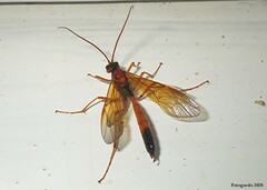 Opheltes glaucopterus barberi