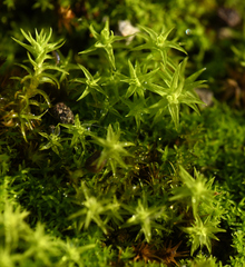 Tortella squarrosa