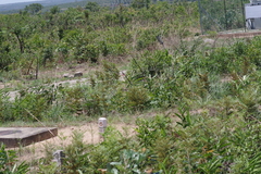 Pteridium centrali-africanum