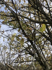 Ulmus minor