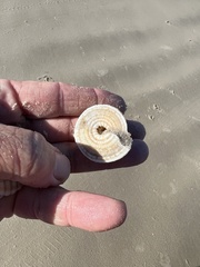 Architectonica nobilis