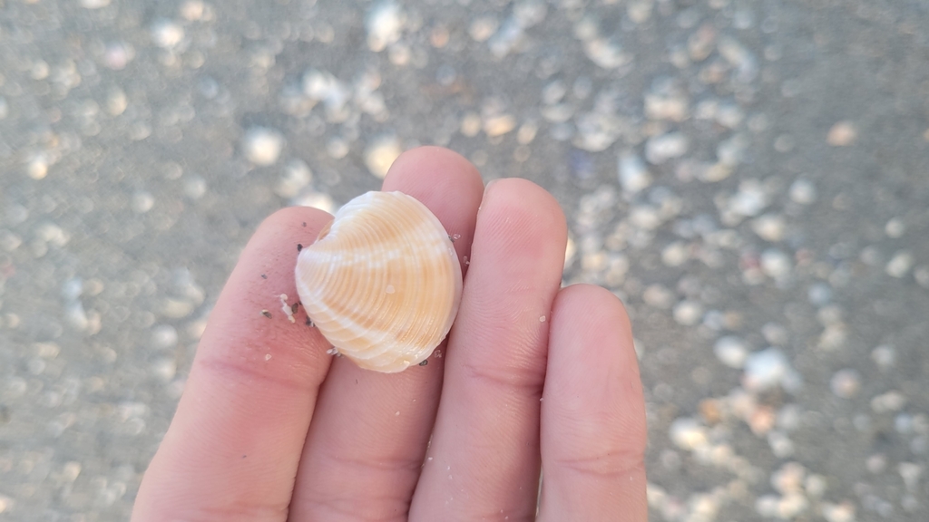 Lady-in-waiting Venus from Sarasota County, FL, USA on November 27 ...