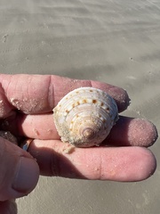 Architectonica nobilis