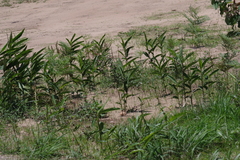 Aframomum alboviolaceum