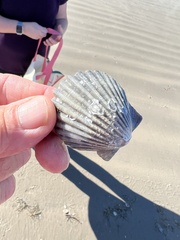 Argopecten irradians