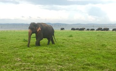 Elephas maximus maximus