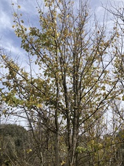 Ulmus minor