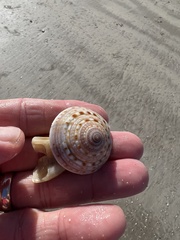 Architectonica nobilis