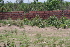 Pteridium centrali-africanum