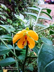 Senna