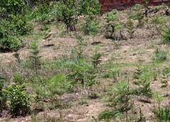 Pteridium centrali-africanum