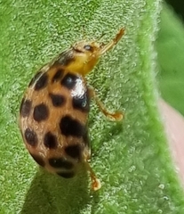 Henosepilachna vigintisexpunctata