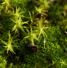Tortella squarrosa