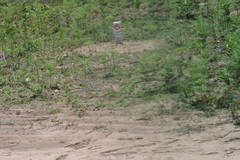 Pteridium centrali-africanum