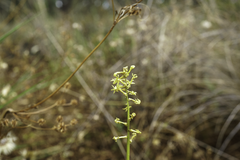Stackhousia viminea