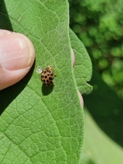 Henosepilachna vigintisexpunctata