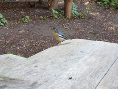 Fringilla coelebs canariensis