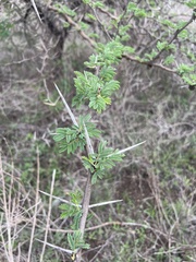Vachellia nilotica