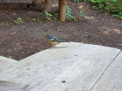 Fringilla coelebs canariensis