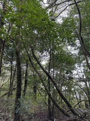 Trochodendron aralioides