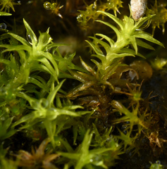 Tortella squarrosa