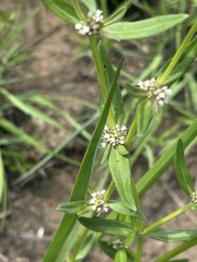 Spermacoce natalensis