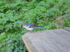 Fringilla coelebs canariensis