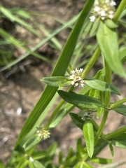 Spermacoce natalensis