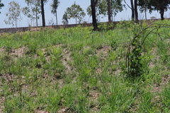 Pteridium centrali-africanum