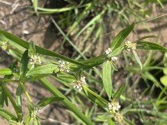 Spermacoce natalensis