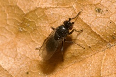Sphaeroceridae