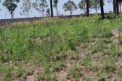 Pteridium centrali-africanum