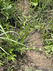 Spermacoce natalensis