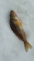 Gymnocephalus cernua