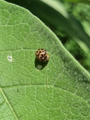 Henosepilachna vigintisexpunctata