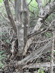 Cordia monoica