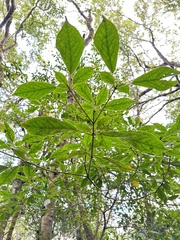 Trochodendron aralioides