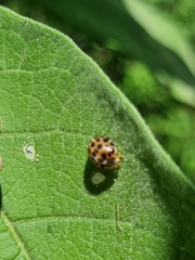 Henosepilachna vigintisexpunctata