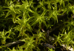 Tortella squarrosa