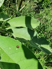 Henosepilachna vigintisexpunctata