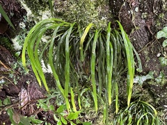 Haplopteris anguste-elongata
