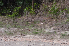 Aframomum alboviolaceum