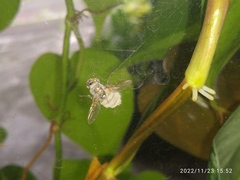 Entomophthorales