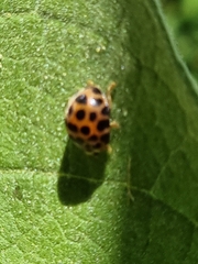 Henosepilachna vigintisexpunctata